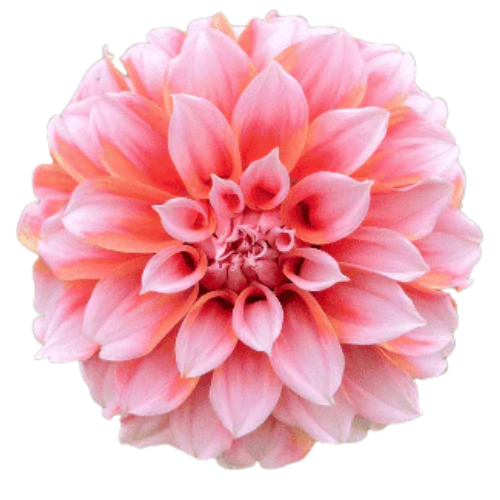 (image for) Dahlias